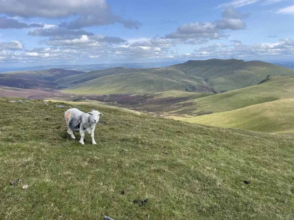 A Herdwick sheep on a hillside