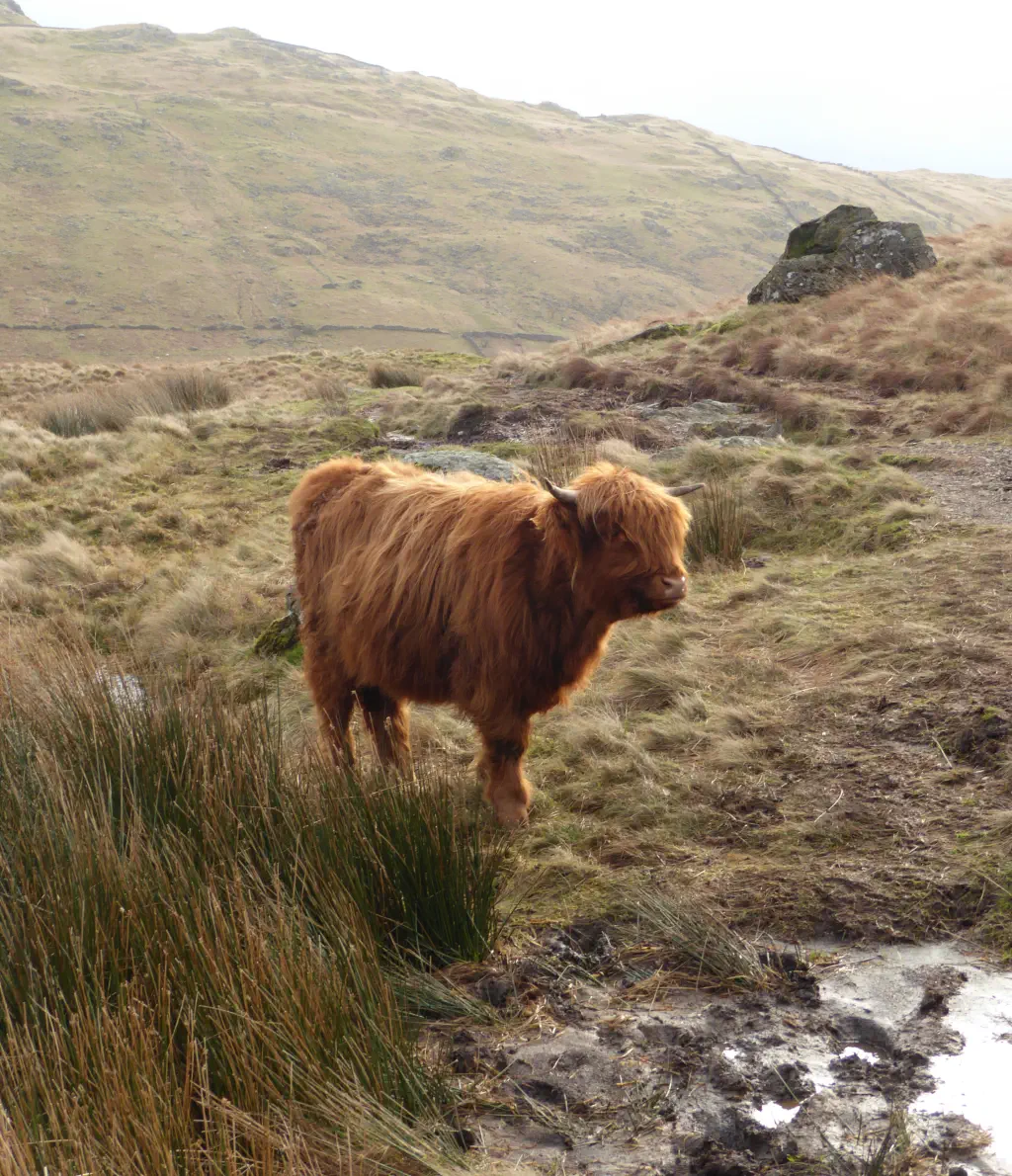 A young highland cow in the Lake District