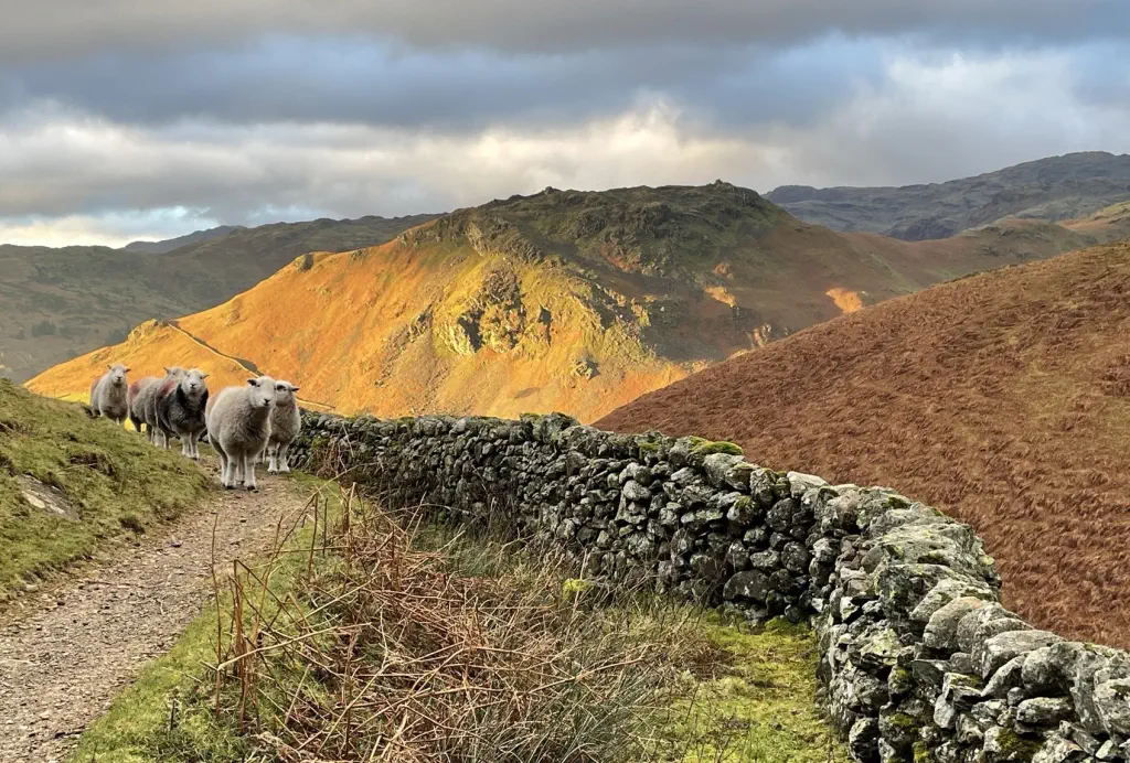A gang of curious sheep on a mountainside